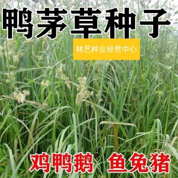 鸭茅种子耐阴耐热耐寒果园草种林间种草牛羊猪兔牧草种子