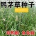 鸭茅种子耐阴耐热耐寒果园草种林间种草牛羊猪兔牧草种子