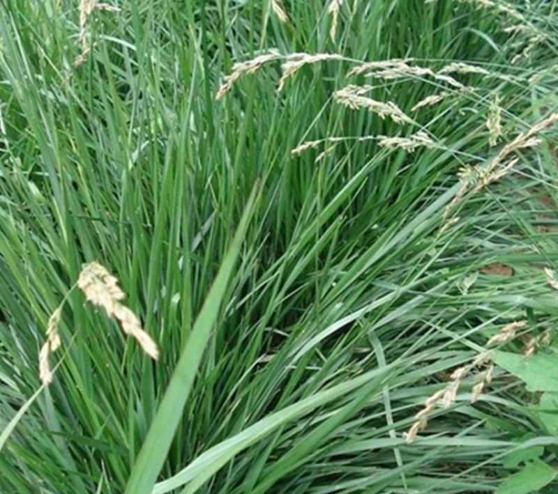 鸭茅种子耐阴耐热耐寒果园草种林间种草牛羊猪兔牧草种子