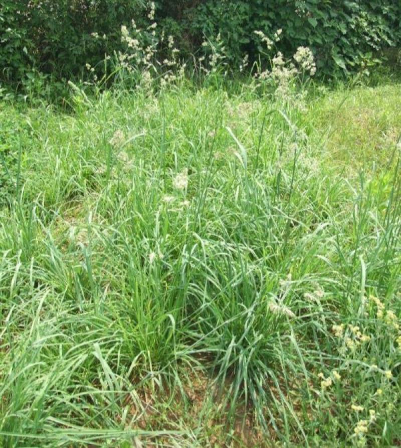 鸭茅种子耐阴耐热耐寒果园草种林间种草牛羊猪兔牧草种子