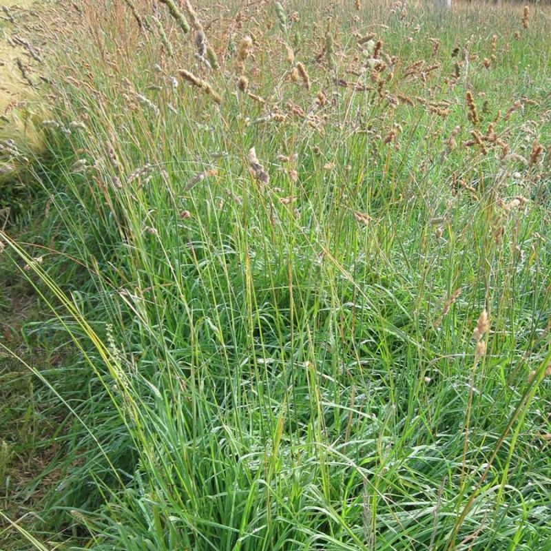 鸭茅种子耐阴耐热耐寒果园草种林间种草牛羊猪兔牧草种子
