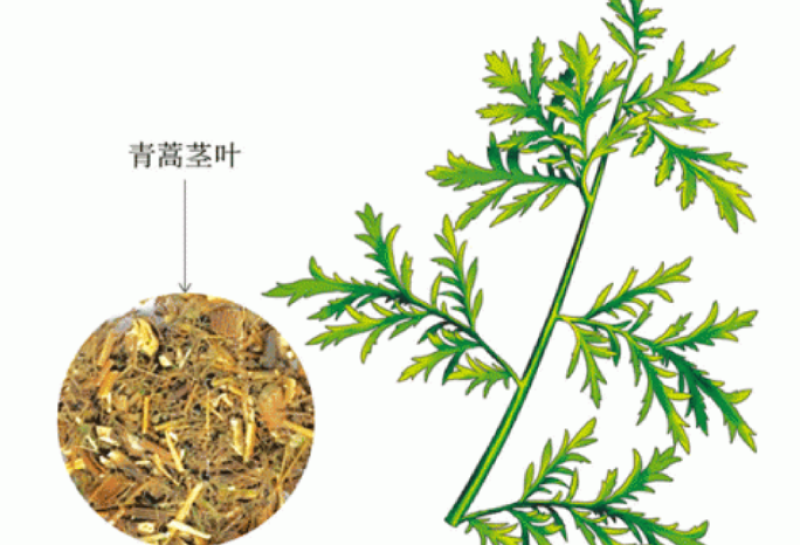 材新货正品野生青蒿天然农家精选草蒿段黑蒿子