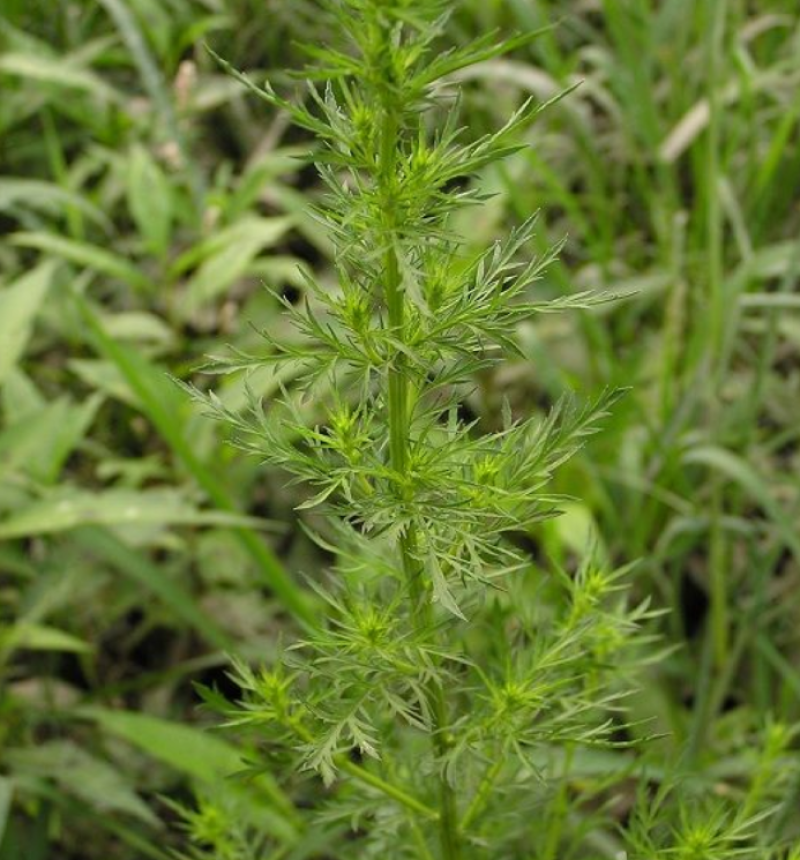 材新货正品野生青蒿天然农家精选草蒿段黑蒿子