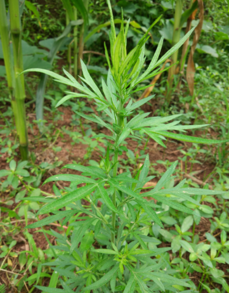 材新货正品野生青蒿天然农家精选草蒿段黑蒿子