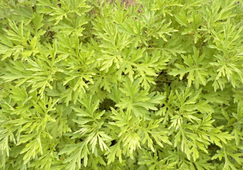 材新货正品野生青蒿天然农家精选草蒿段黑蒿子