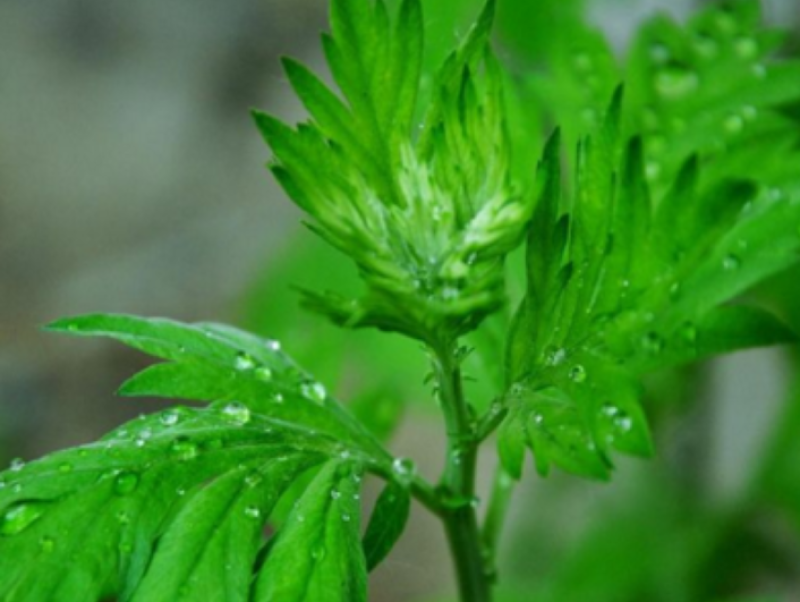 材新货正品野生青蒿天然农家精选草蒿段黑蒿子