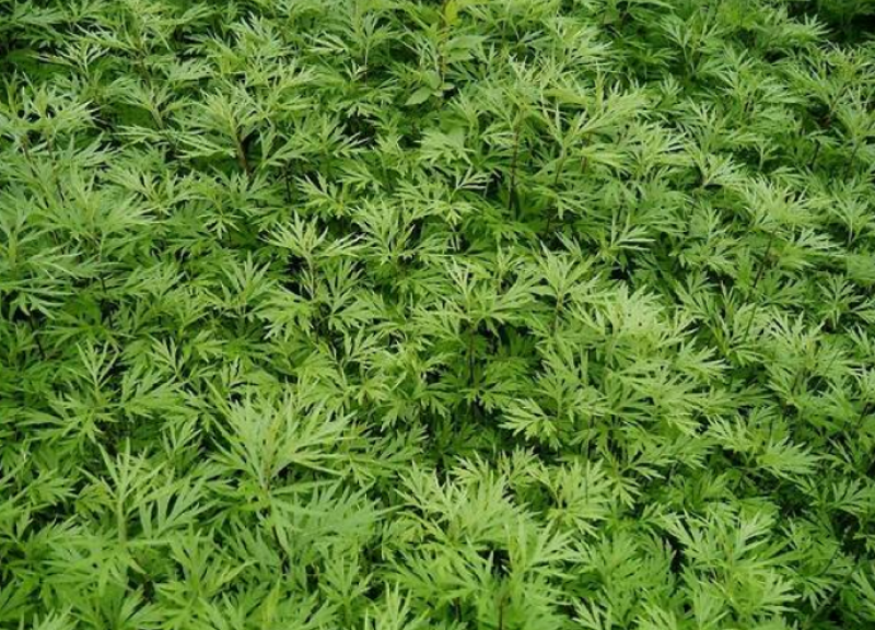 材新货正品野生青蒿天然农家精选草蒿段黑蒿子