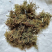 材新货正品野生青蒿天然农家精选草蒿段黑蒿子