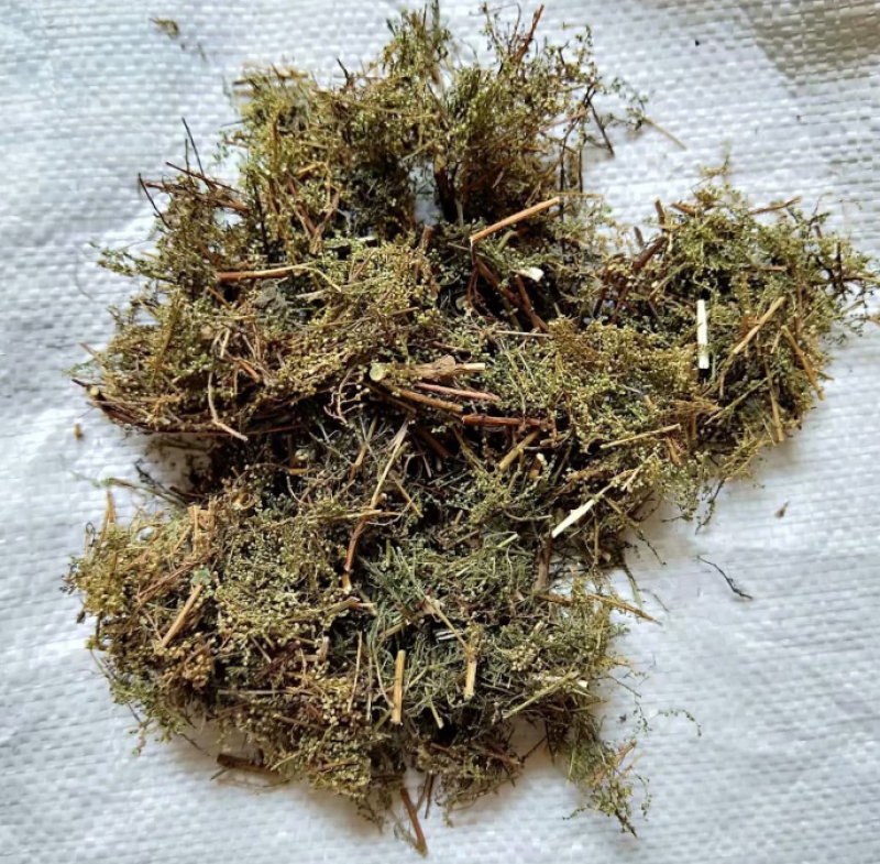 材新货正品野生青蒿天然农家精选草蒿段黑蒿子