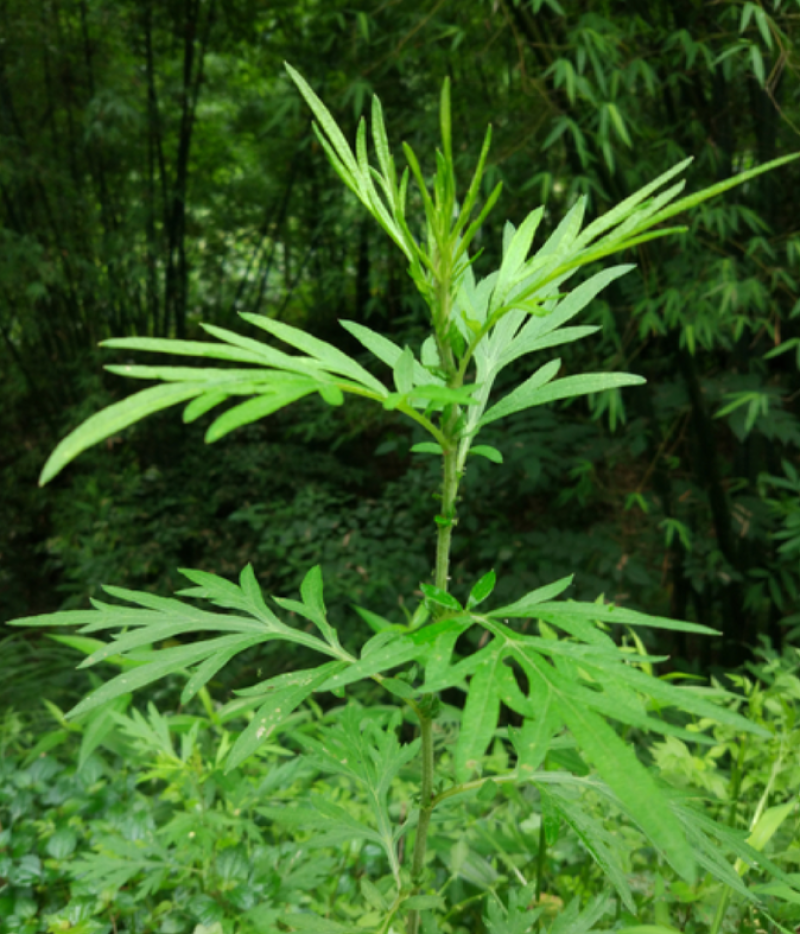 材新货正品野生青蒿天然农家精选草蒿段黑蒿子