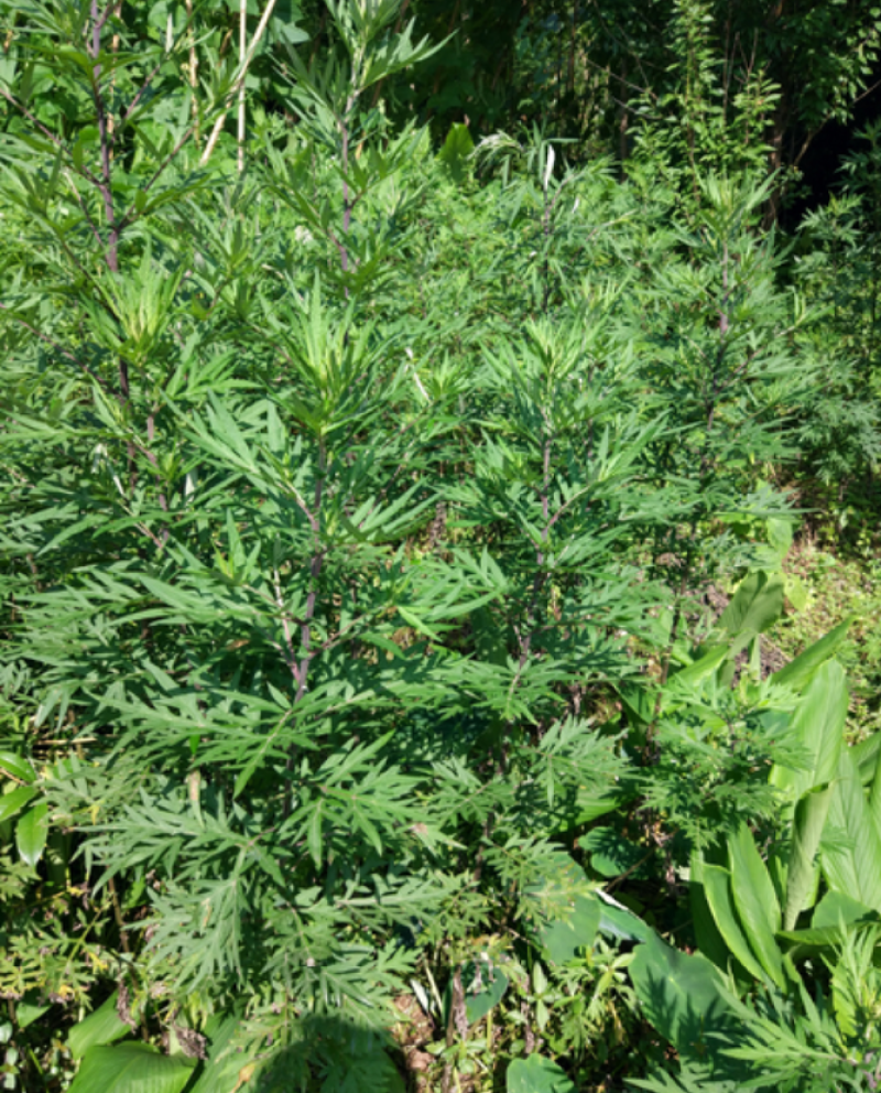 材新货正品野生青蒿天然农家精选草蒿段黑蒿子