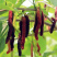 台湾四季长果桑苗，适合种植采摘园，自家果园，一年四季结果