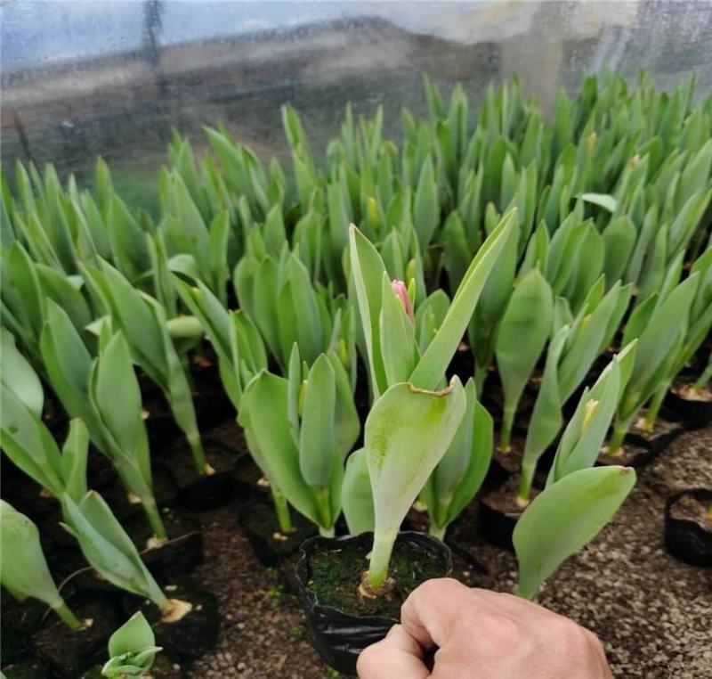 郁金香种球四季种植水培土培好养易活花卉盆栽