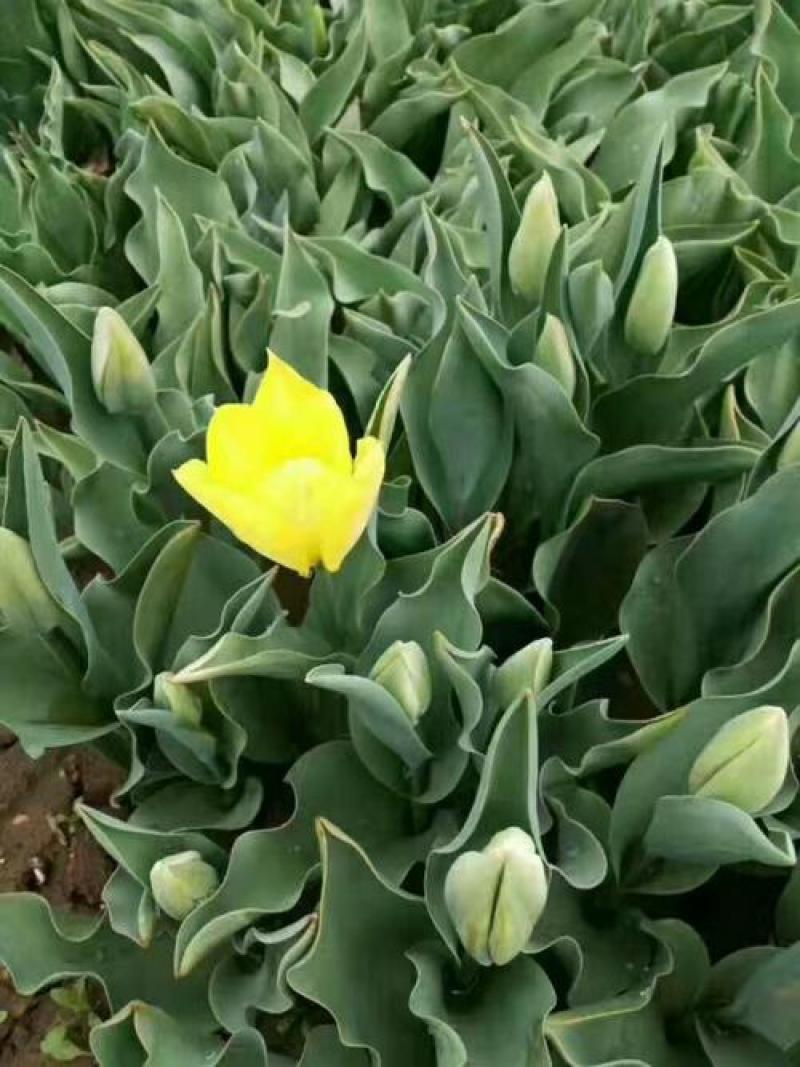 郁金香种球四季种植水培土培好养易活花卉盆栽