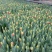 郁金香种球四季种植水培土培好养易活花卉盆栽