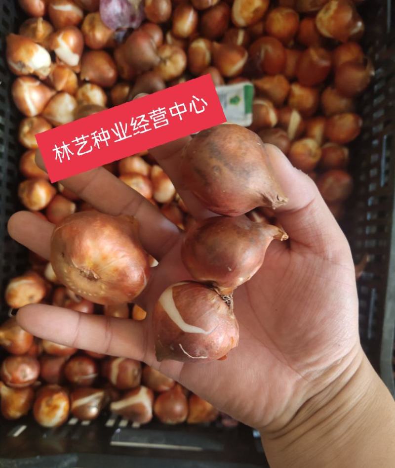 郁金香种球四季种植水培土培好养易活花卉盆栽