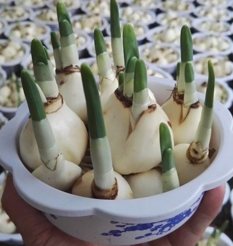 水仙花种球室内桌面阳台四季水养盆栽水仙