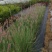 糖蜜草种子四季种南方北方种植牧草种子护坡防泥土流失草籽