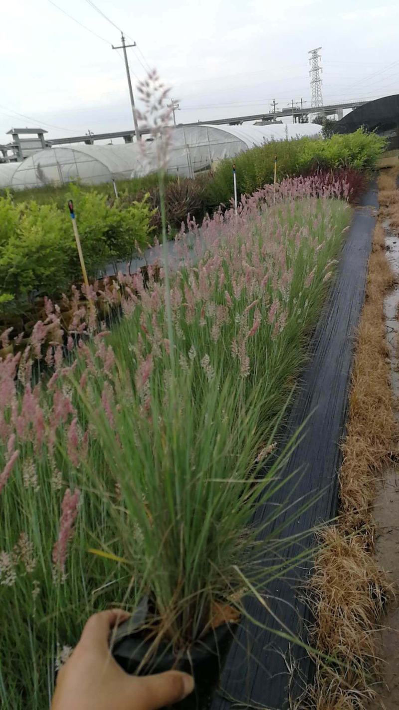 糖蜜草种子四季种南方北方种植牧草种子护坡防泥土流失草籽