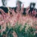 糖蜜草种子四季种南方北方种植牧草种子护坡防泥土流失草籽