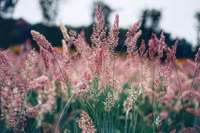 糖蜜草种子四季种南方北方种植牧草种子护坡防泥土流失草籽