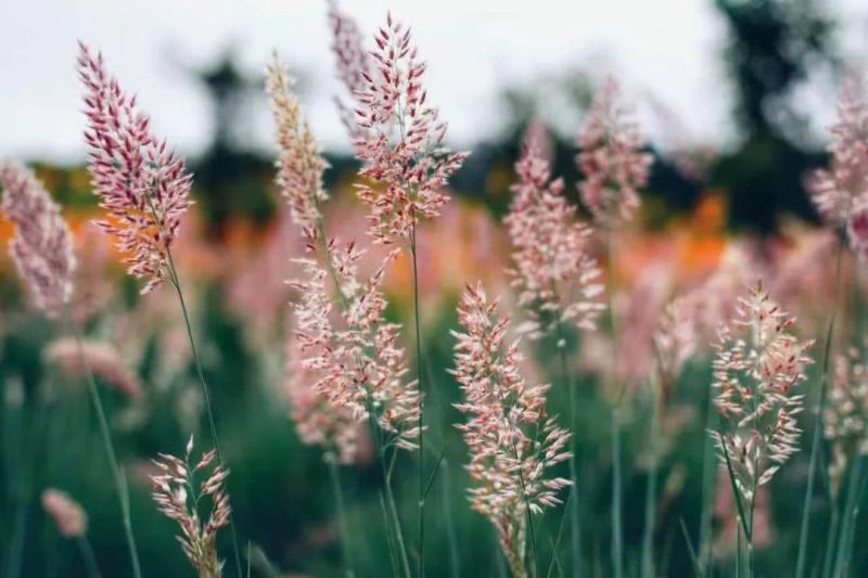 糖蜜草种子四季种南方北方种植牧草种子护坡防泥土流失草籽