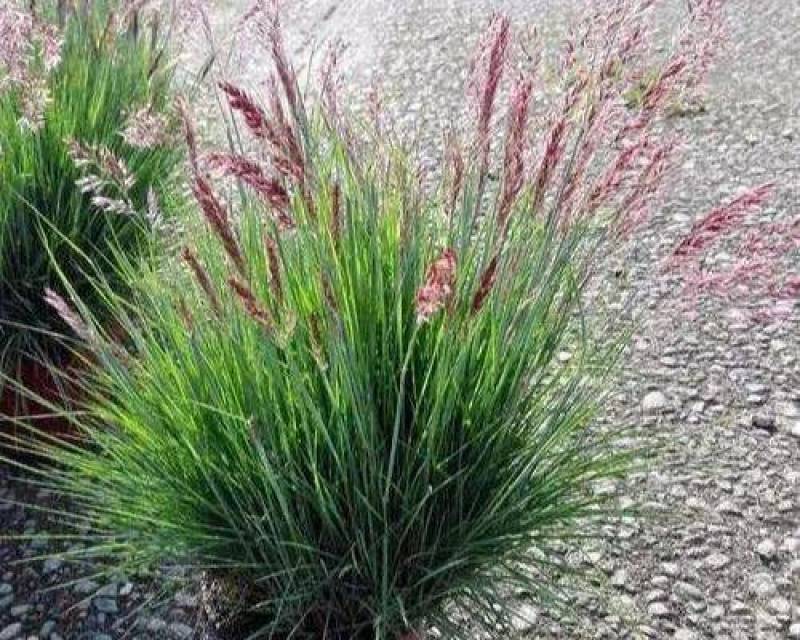 糖蜜草种子四季种南方北方种植牧草种子护坡防泥土流失草籽