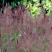 糖蜜草种子四季种南方北方种植牧草种子护坡防泥土流失草籽