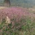 糖蜜草种子四季种南方北方种植牧草种子护坡防泥土流失草籽