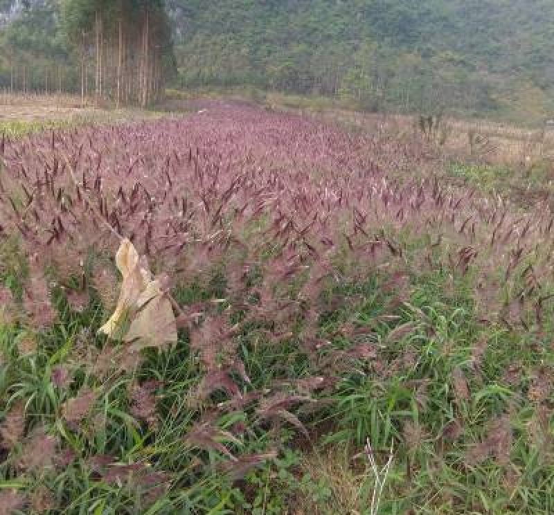 糖蜜草种子四季种南方北方种植牧草种子护坡防泥土流失草籽
