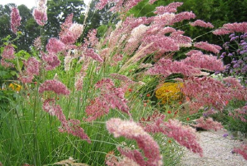 糖蜜草种子四季种南方北方种植牧草种子护坡防泥土流失草籽