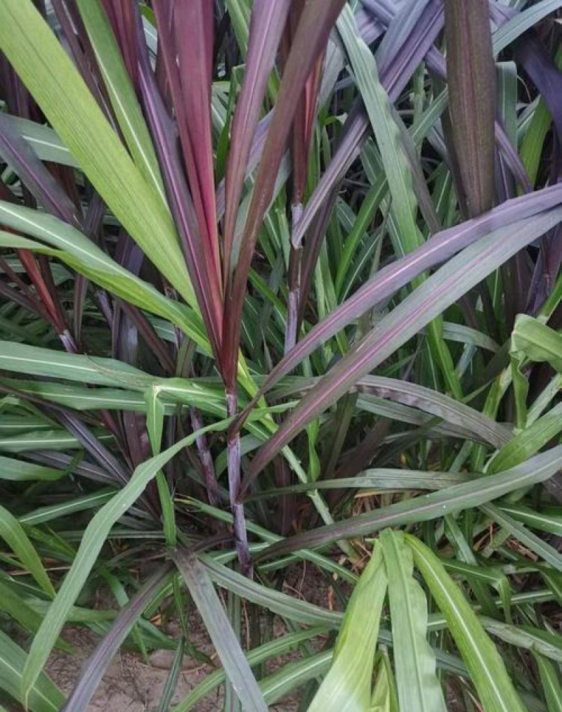 巴西红象草种节多年生优质高产牧草养殖猪牛羊驴鹿鸡鸭鹅兔鱼
