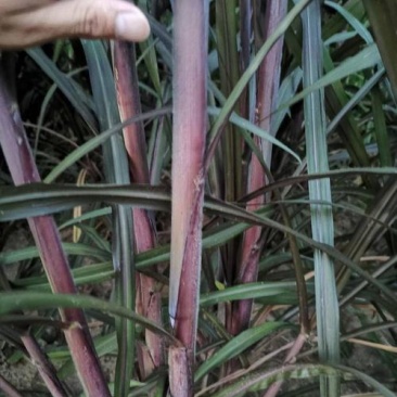 巴西红象草种节多年生优质高产牧草养殖猪牛羊驴鹿鸡鸭鹅兔鱼