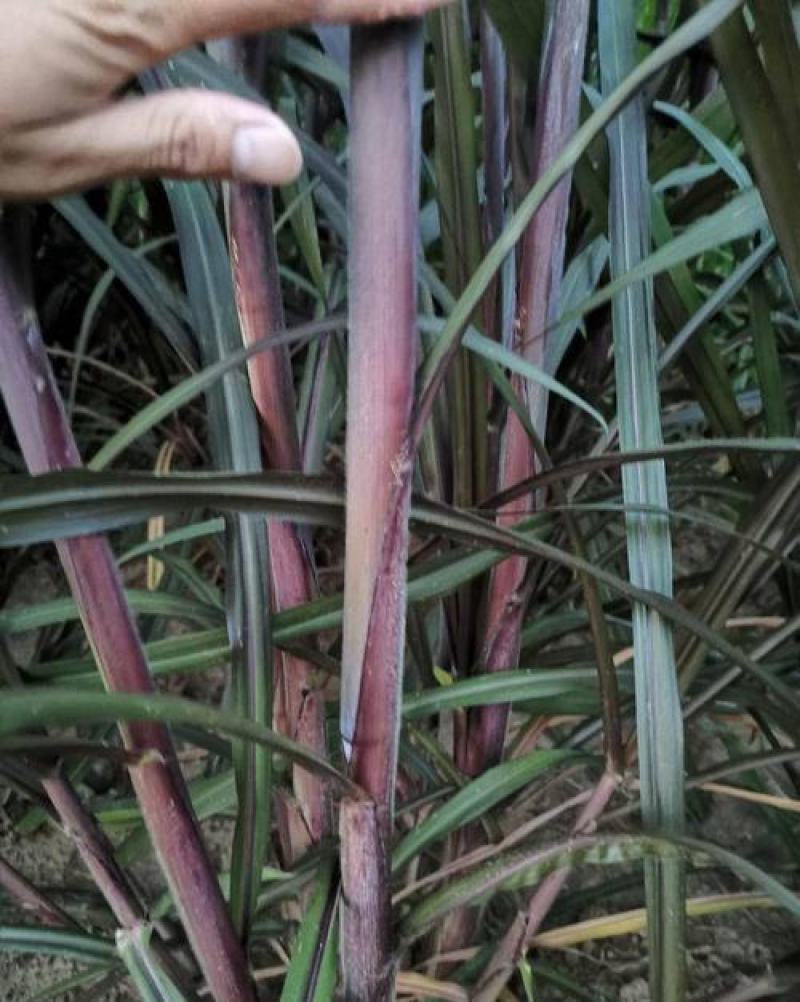 巴西红象草种节多年生优质高产牧草养殖猪牛羊驴鹿鸡鸭鹅兔鱼