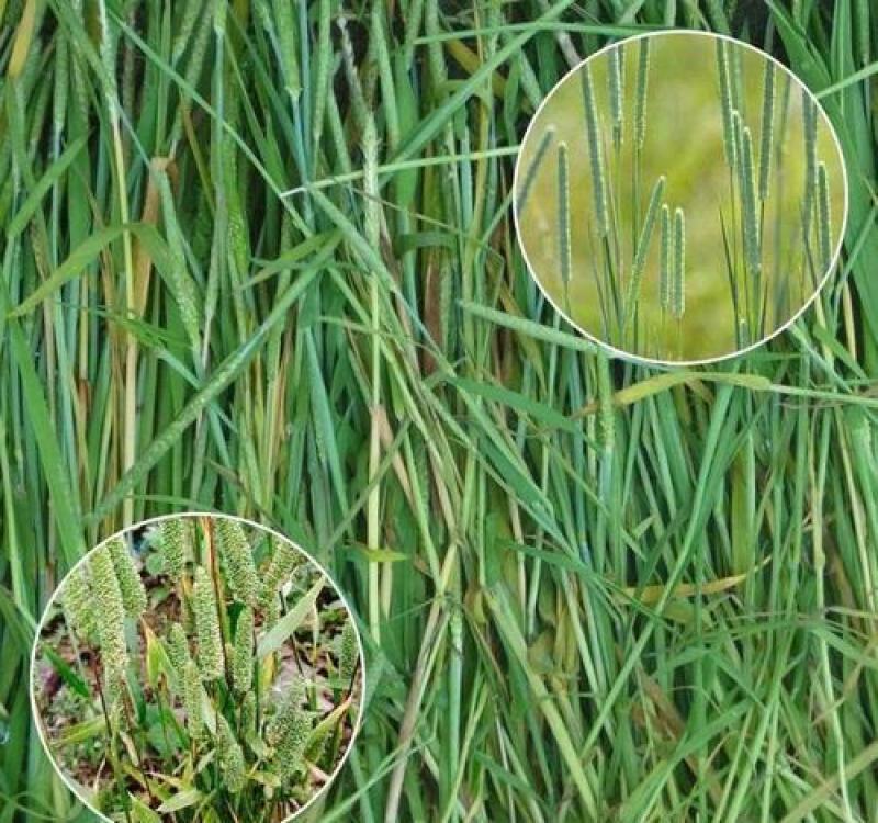 提摩西草种子提草梯牧草提木西草植物籽养兔牧草种子宠物口粮