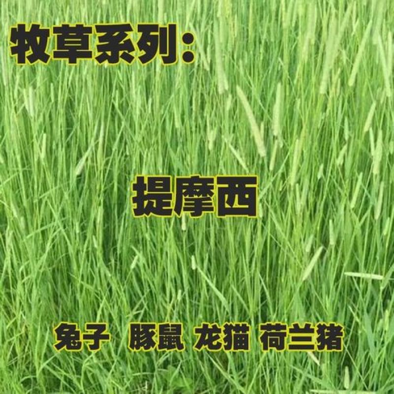 提摩西草种子提草梯牧草提木西草植物籽养兔牧草种子宠物口粮