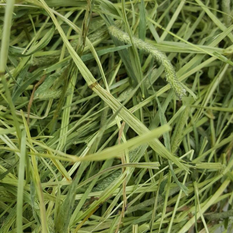 提摩西草种子提草梯牧草提木西草植物籽养兔牧草种子宠物口粮