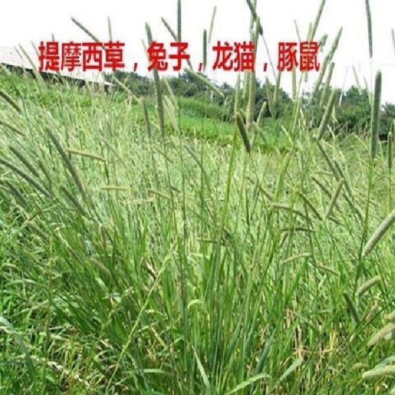提摩西草种子提草梯牧草提木西草植物籽养兔牧草种子宠物口粮