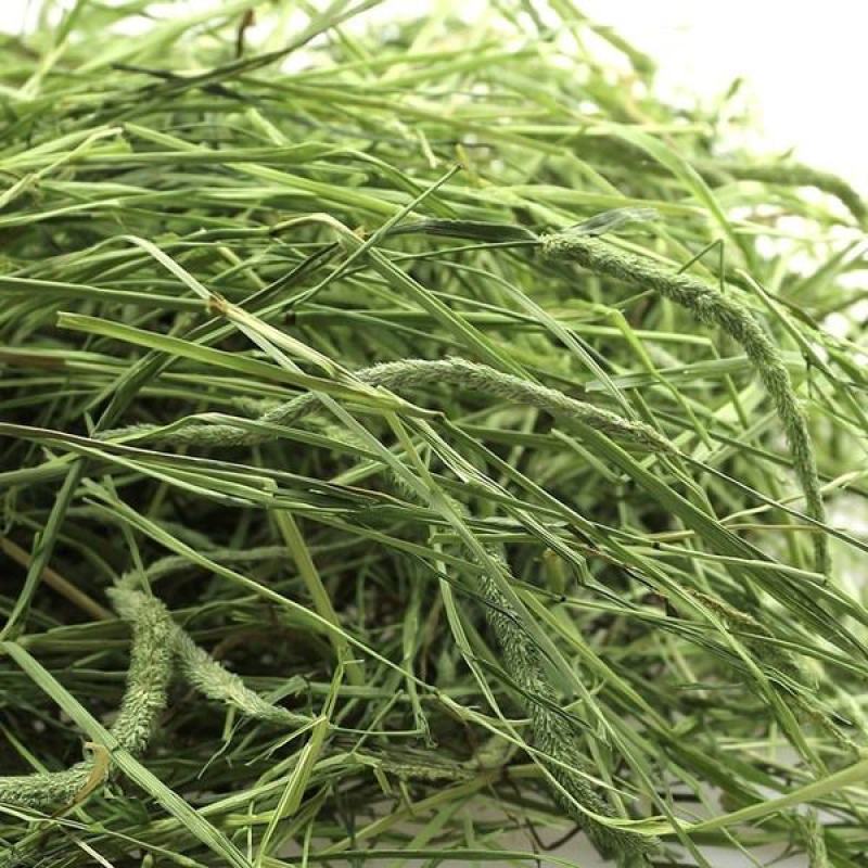 提摩西草种子提草梯牧草提木西草植物籽养兔牧草种子宠物口粮