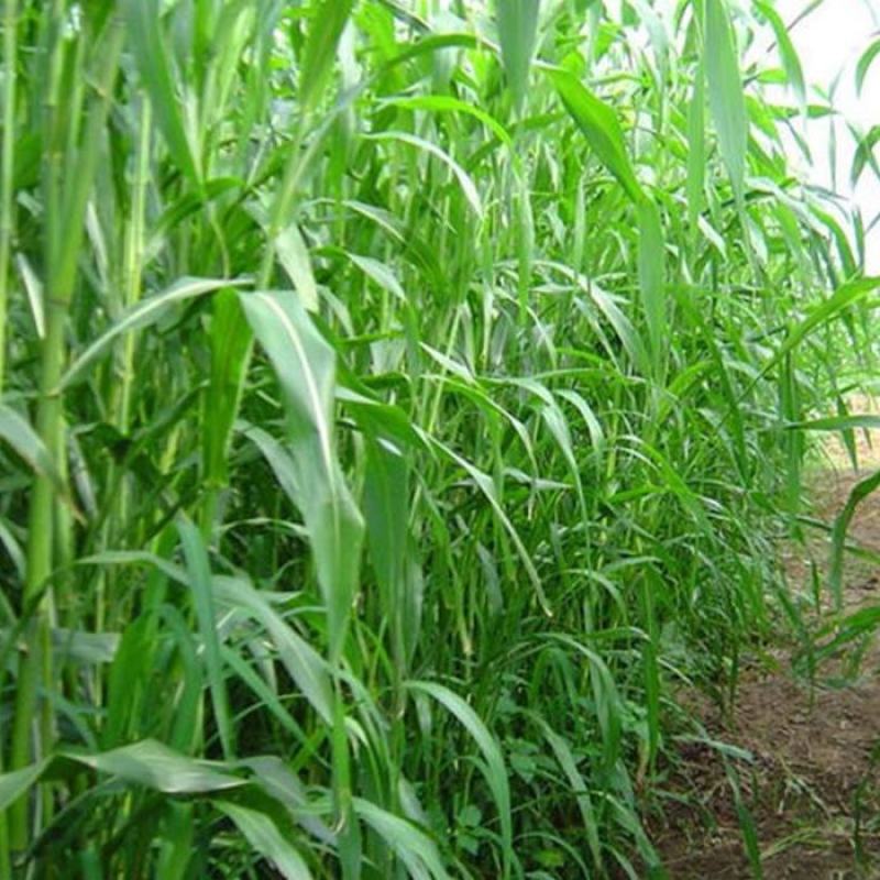 高丹草种子鱼草种籽牛羊牧草种籽养殖四季多年生再生畜牧