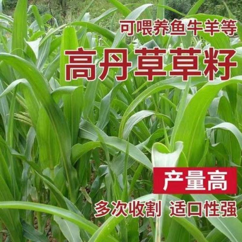 高丹草种子鱼草种籽牛羊牧草种籽养殖四季多年生再生畜牧