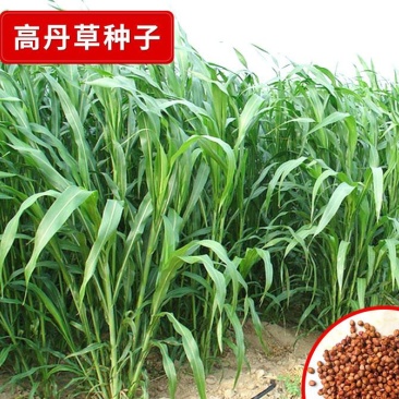 高丹草种子鱼草种籽牛羊牧草种籽养殖四季多年生再生畜牧