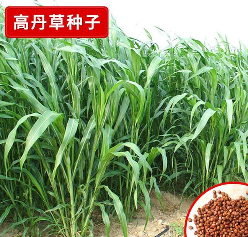 高丹草种子鱼草种籽牛羊牧草种籽养殖四季多年生再生畜牧