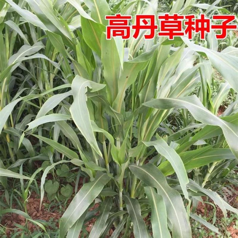 高丹草种子鱼草种籽牛羊牧草种籽养殖四季多年生再生畜牧