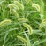 狗尾草种子牧草饲料绿化护坡观赏杂草种子耐旱地耐贫瘠狼尾草