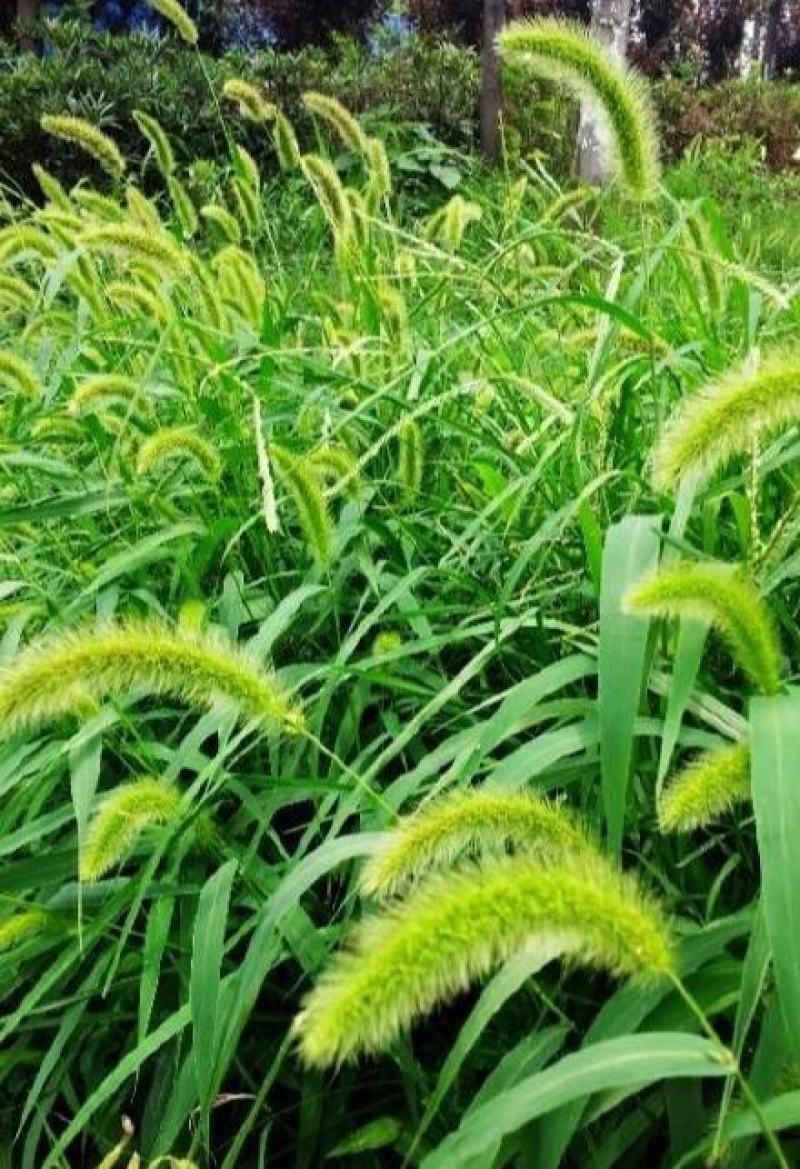 狗尾草种子牧草饲料绿化护坡观赏杂草种子耐旱地耐贫瘠狼尾草
