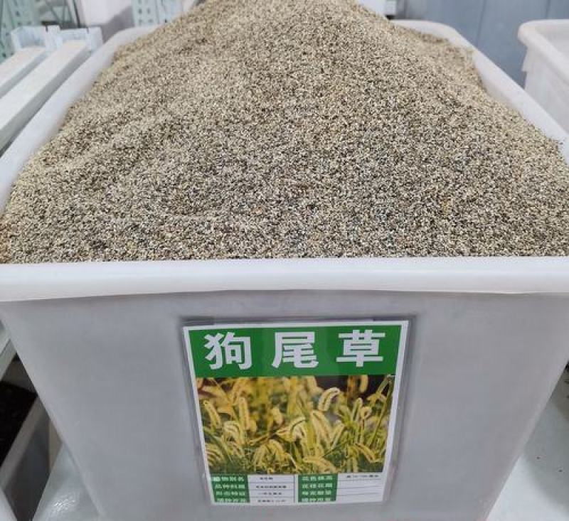 狗尾草种子牧草饲料绿化护坡观赏杂草种子耐旱地耐贫瘠狼尾草