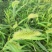 狗尾草种子牧草饲料绿化护坡观赏杂草种子耐旱地耐贫瘠狼尾草