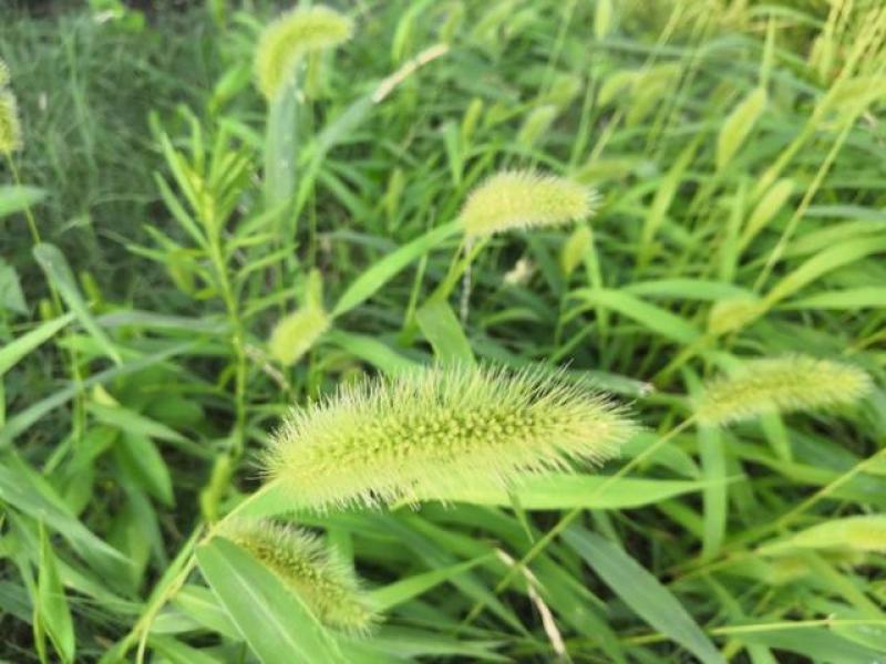 狗尾草种子牧草饲料绿化护坡观赏杂草种子耐旱地耐贫瘠狼尾草