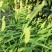 狗尾草种子牧草饲料绿化护坡观赏杂草种子耐旱地耐贫瘠狼尾草